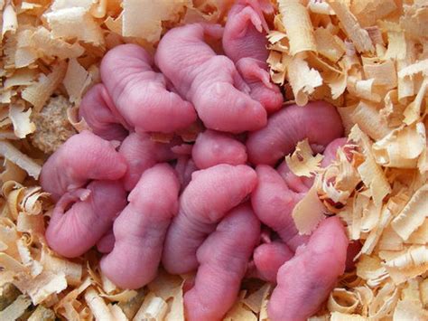 The Science of Pinkie Mice: What You Didn't Know About These Adorable ...