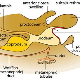 (PDF) Evolution of External Genitalia: Insights from Reptilian Development