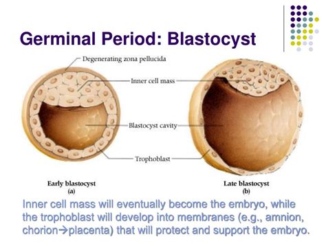 PPT - Prenatal Development and Birth PowerPoint Presentation, free download - ID:311503