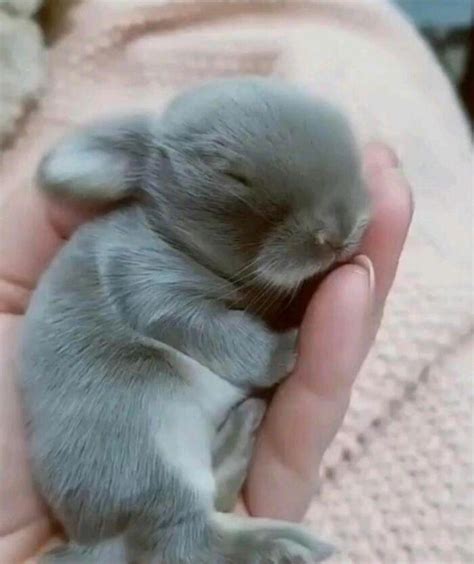 Baby sleeping bunny : r/cute