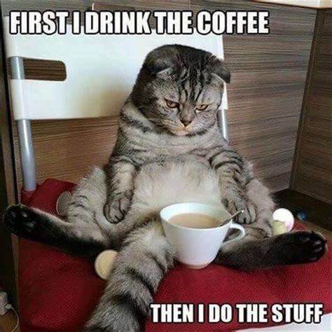 47 Funny Coffee Memes That Will Have You Laughing | Funny good morning memes, Funny animal ...