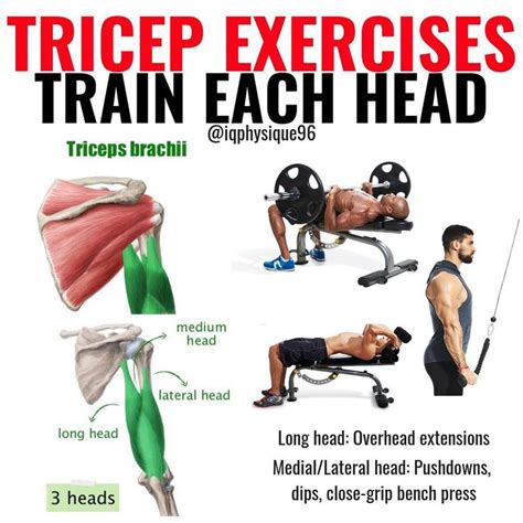 Triceps Workout: 3 Superset Workout Routine For Killer Triceps - GymGuider.com | Triceps workout ...