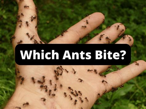 Small Ants, Big Problems: Which Ants Bite? » The Ant-Keeper