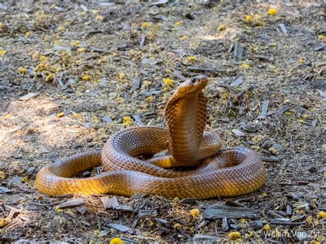 Cape Cobra (Naja nivea) from the Western Cape, South Africa. Dangerously venomous. : SnakeRescue