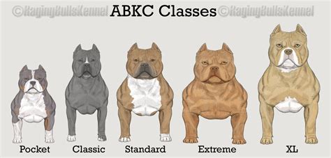 TOP AMERICAN BULLY KENNELS & BLOODLINES- VENOMLINE | American bully kennels, American pitbull ...