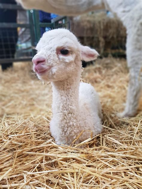 Gorgeous Baby Alpaca Born! - Streamvale Open Farm