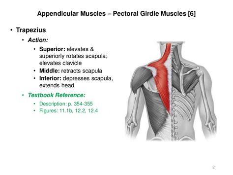 Activities 5/6 - Appendicular & Axial Muscles