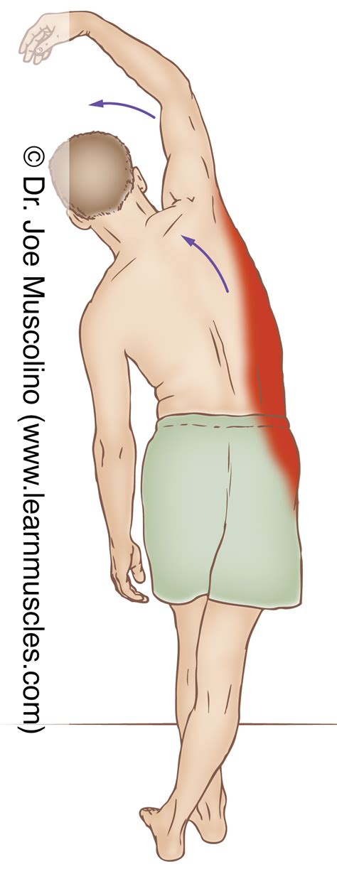 Quadratus Lumborum (QL) - Stretching - Learn Muscles