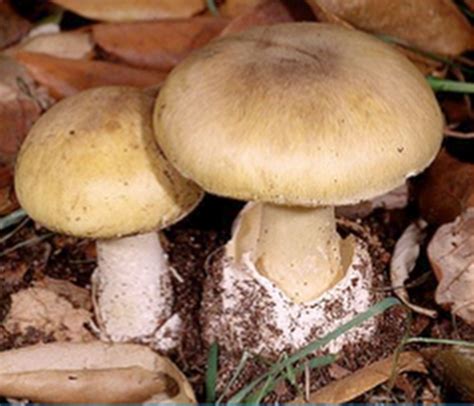 The world’s deadliest mushroom, the death cap, may finally have an antidote thanks to Chinese ...