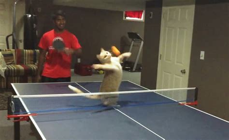 Cats Playing Ping Pong Compilation - 1Funny.com