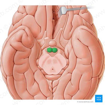 Mammillary body: Anatomy and function | Kenhub