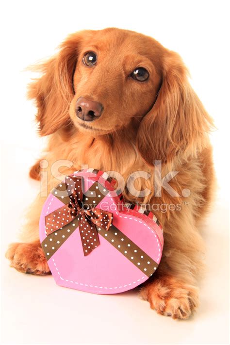 Valentine Puppy Stock Photo | Royalty-Free | FreeImages