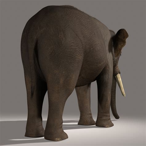 3d model photorealistic asian elephant fur