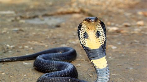 Cobra | San Diego Zoo Animals & Plants