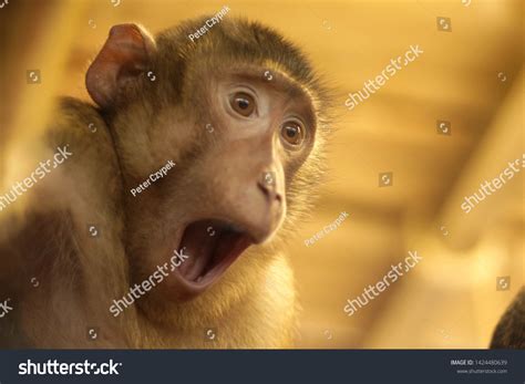 7,938 Shocked animal face Images, Stock Photos & Vectors | Shutterstock