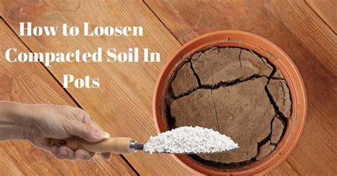 Revitalize Your Plants: How to Loosen Compacted Soil in Pots