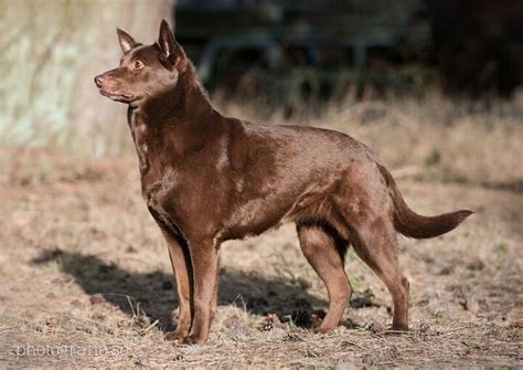 Australian Kelpie Dog Breed Information and Pictures - PetGuide | PetGuide