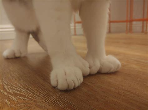 Friend's cat has world record amount of toes; 28! : mildlyinteresting