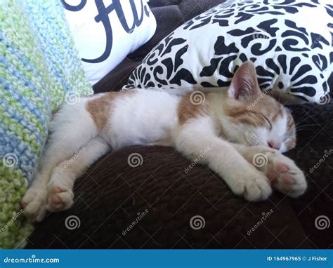 Kitten sleeping on a couch stock image. Image of kitten - 164967965