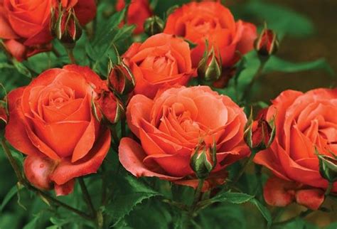 Hot Cocoa™ - Roses - Heirloom Roses z: 6 -10