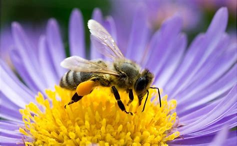 10 Interesting Facts About Honey Bees - WorldAtlas