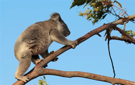National Eucalypt Day 2023 - Friends of the Koala