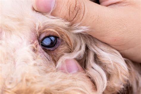 Dog Eye Boogers: 9 Causes & Treatment Options | Pet Keen