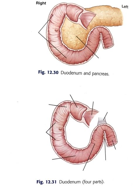 Difference Between Duodenum And Jejunum Definition,, 53% OFF