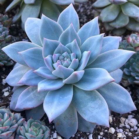 If You Have A Succulent Garden, You Don't Want To Miss These Blue Succulents | Succulent City ...