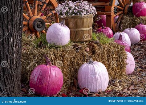 Fall Display of Pink Pumpkins and Flowers Stock Photo - Image of ...