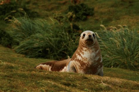 Why is the New Zealand Sea Lion Endangered?