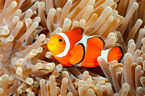 Anemone fish | Clownfish, Symbiosis & Reefs | Britannica