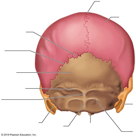 Posterior View Of Skull Diagram Quizlet | lupon.gov.ph