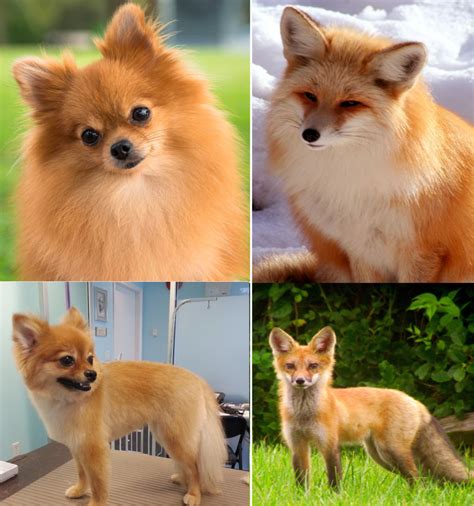 Types of Pomeranians: Dog Breed Information - PetHelpful