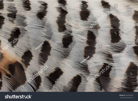 Closeup Macro Texture Shot Hazel Grouse Stock Photo 544780495 | Shutterstock