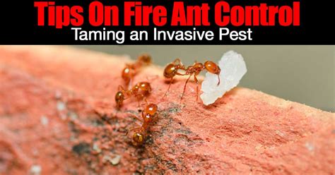 Fire Ant Control: When To Apply and What To Use?