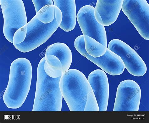 Bacillus Bacteria Image & Photo (Free Trial) | Bigstock