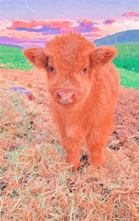 Fluffy Cow Aesthetic Wallpaper - Fluffy Cow Sale