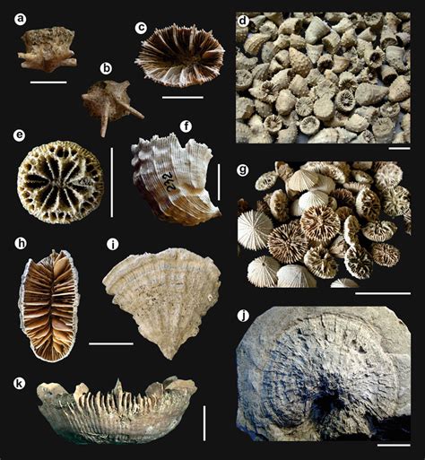 5 Fossil examples of Miocene to Pleistocene scleractinian corals... | Download Scientific Diagram