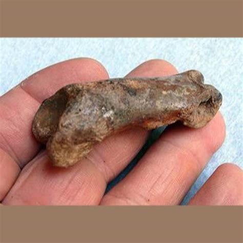 American Lion Phalange Fossil - Fossils & Artifacts for Sale | Paleo ...