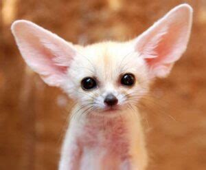 Why Do Fennec Foxes Have Big Ears? (The Main Reason) - Animal World Facts