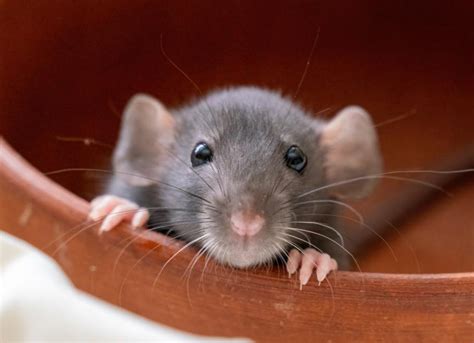 How Long Do Rats Live? | PetMD