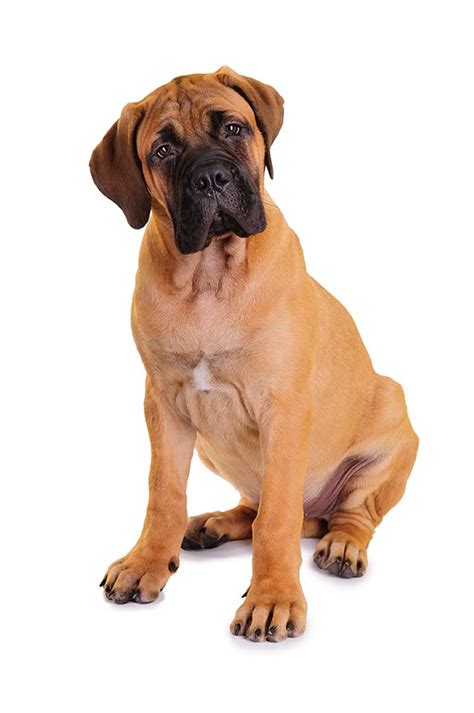 What Are Bullmastiffs Like As Pets