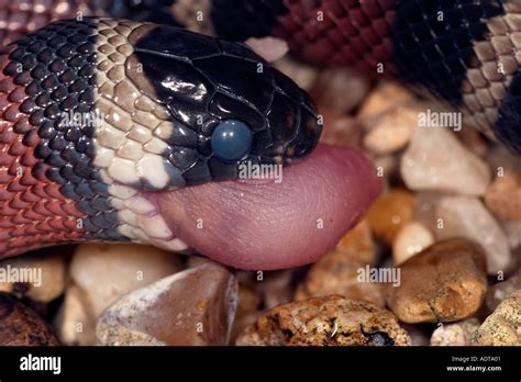 Milk snake feeding Stock Photo - Alamy