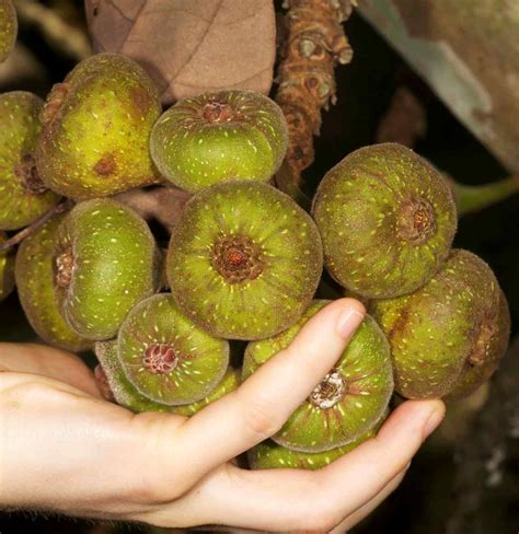 Overview: Figs eaten by humans in Borneo – THE FIGS OF BORNEO