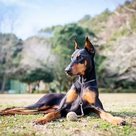 Warlock Doberman - Huge But Gentle And Affectionate Family Pet