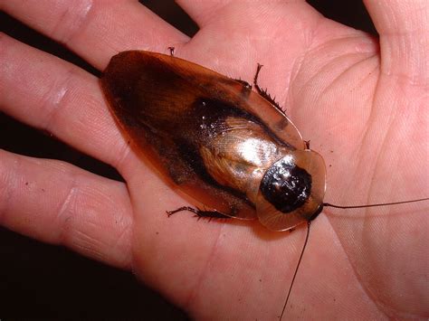 deaths head cockroach (adult) 2 | Amazing Animals