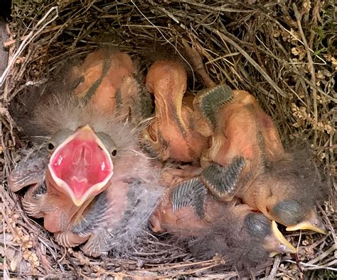 Baby Cowbird In Nest