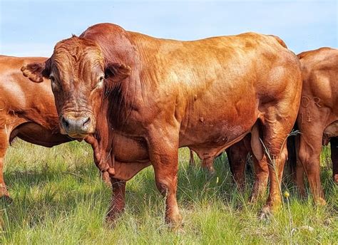 Beefmaster Cattle Breed: Facts, Uses, Origin, Pictures & Characteristics | Animal World