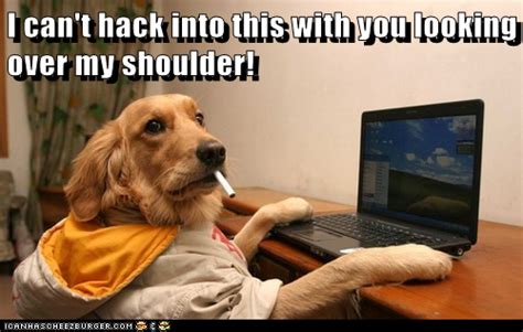 I can't hack into this with you looking over my shoulder! | Silly pictures, Funny dog memes ...